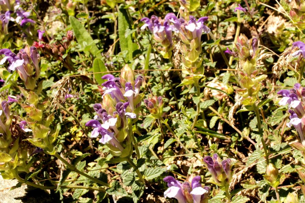 Scutellaria alpina